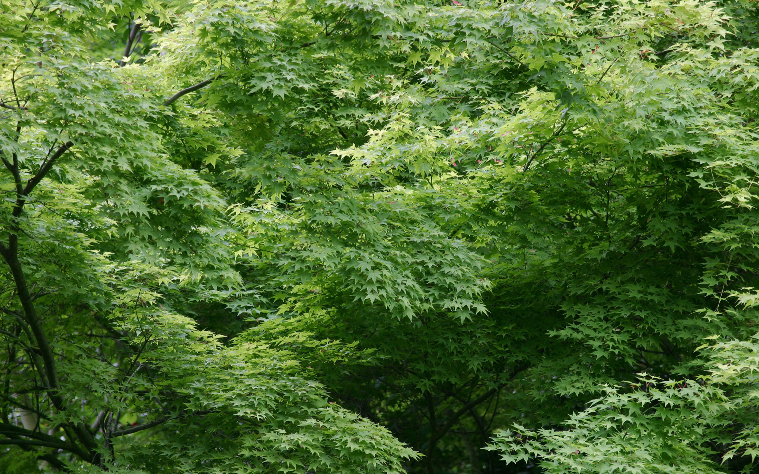 天地壁纸苹果版下载安卓仿苹果ios主题桌面-第2张图片-太平洋在线下载