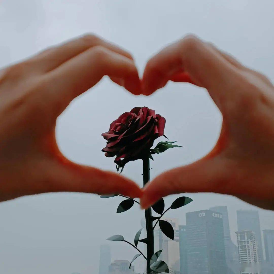 苹果照片怎么改成英文版:上海这些地方又排队了？几百个人等着和网红玫瑰郁金香拍照，现实很骨感…
