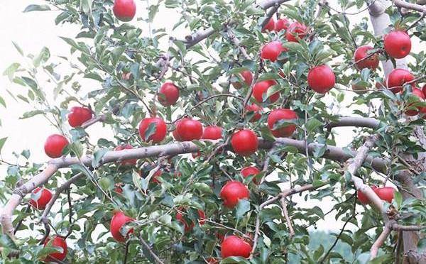 美食流创业 苹果版:5种红色水果，你可能只吃过苹果，第4被称为水果中的“法拉利”